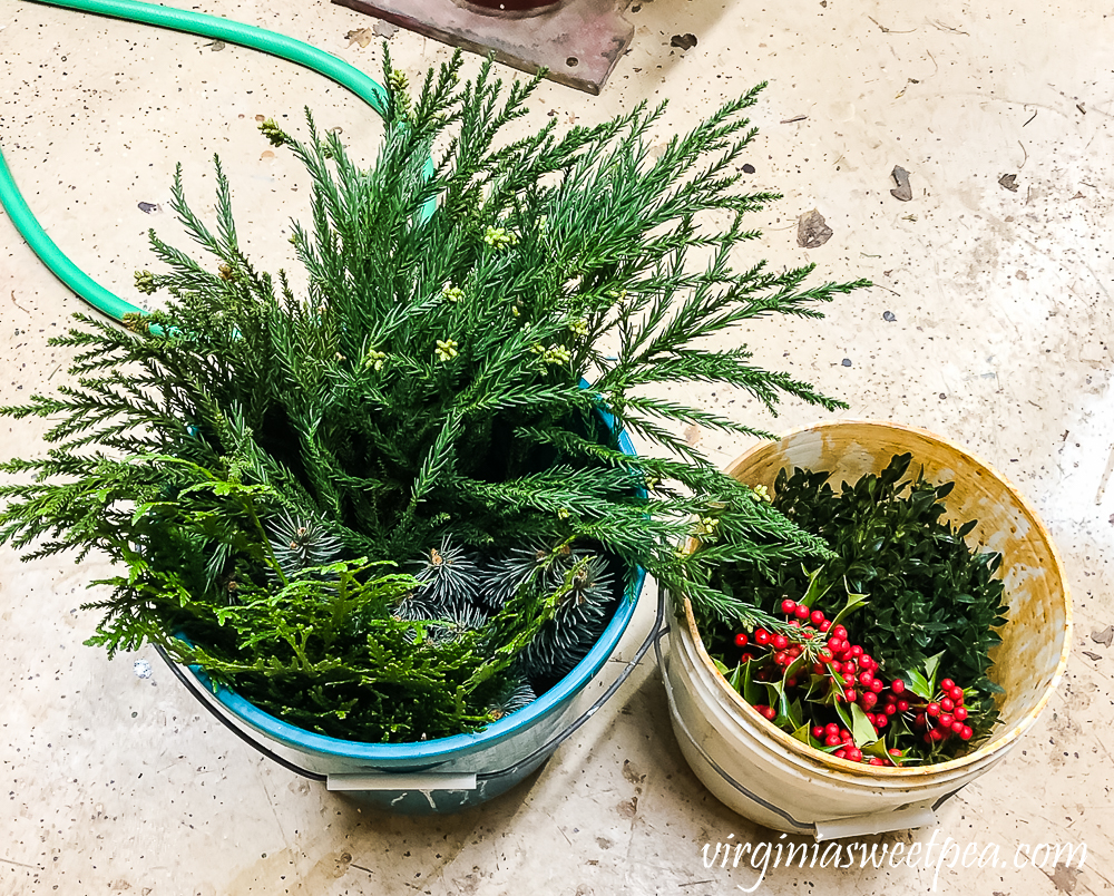 Conditioning greenery in buckets of water overnight